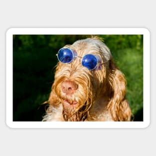 Blue Glasses Spinone Sticker